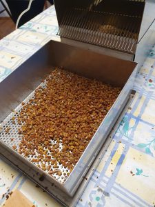 Read more about the article Bienenbrot (Perga)
