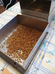 Mehr über den Artikel erfahren Bienenbrot (Perga)