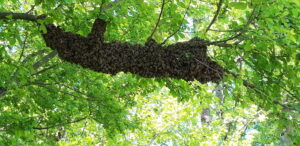 Mehr über den Artikel erfahren Der Bienenschwarm