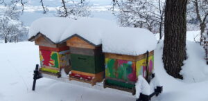 Mehr über den Artikel erfahren Bienenstände im Winter