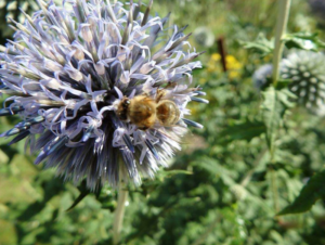 Read more about the article Bienenfreundliche Pflanzen